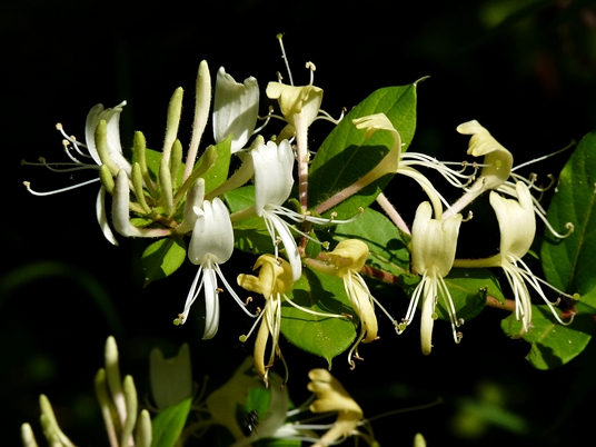 {Lonicera japonica}